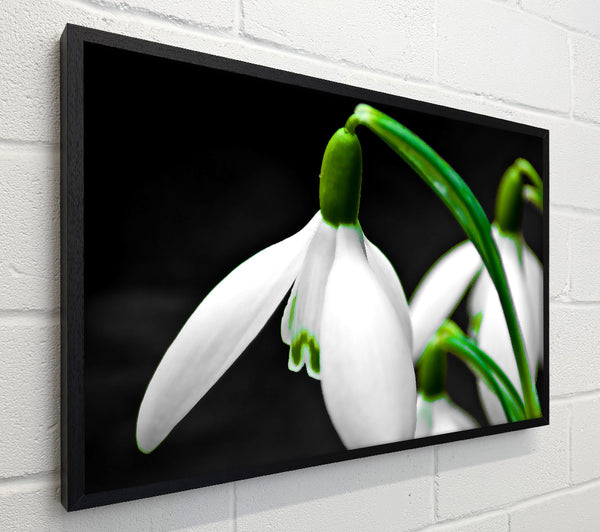 Snowdrop Flower