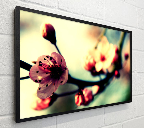 Cherry Blossom In Spring