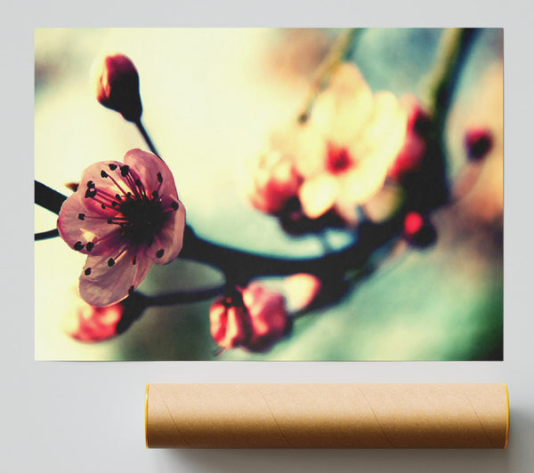 Cherry Blossom In Spring Giclee Print