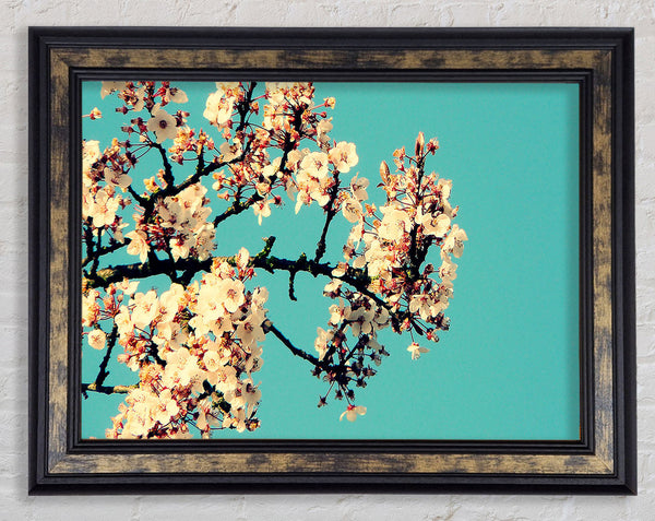 Blossom Tree Against A Blue Sky Framed Print