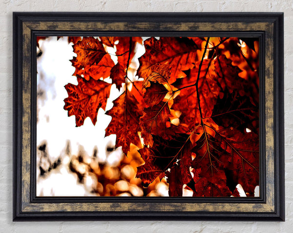 Reddish Brown Leaves Framed Print