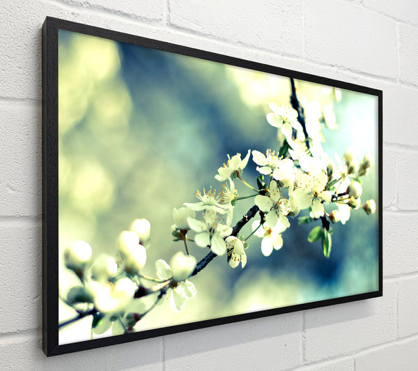 Spring Cherry Blossoms