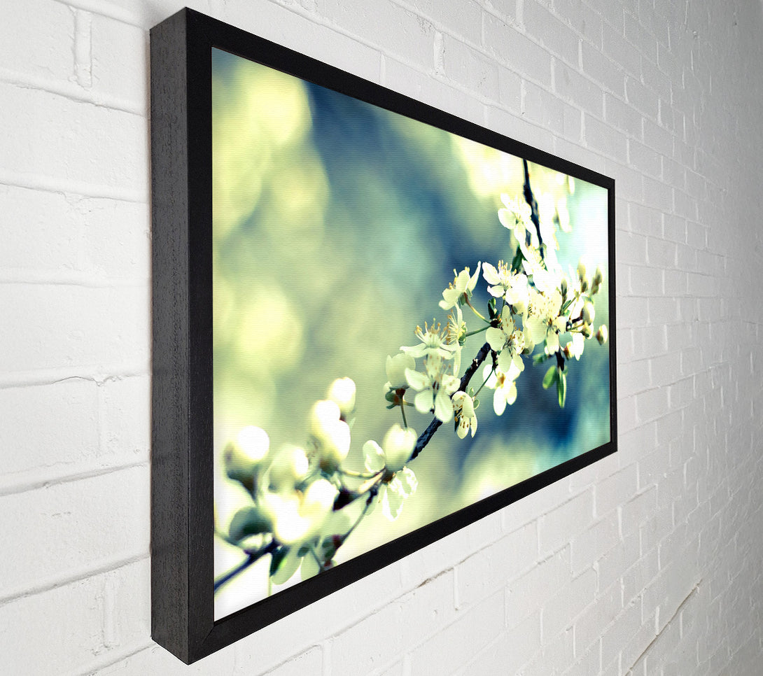  A Canvas Print of Spring Cherry Blossoms Canvas Print