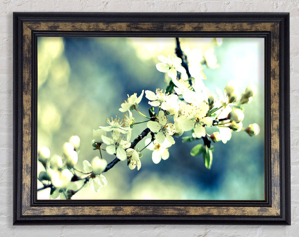 Spring Cherry Blossoms Framed Print
