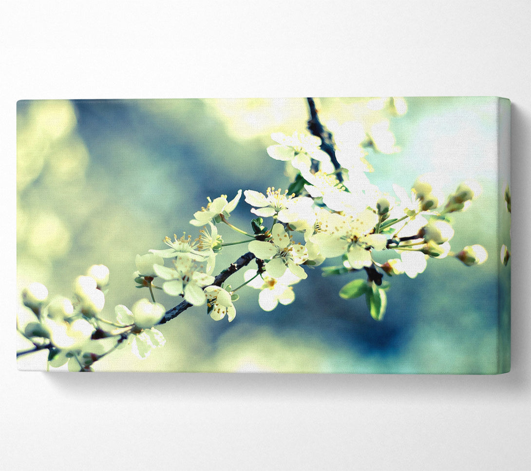  A Canvas Print of Spring Cherry Blossoms Canvas Print