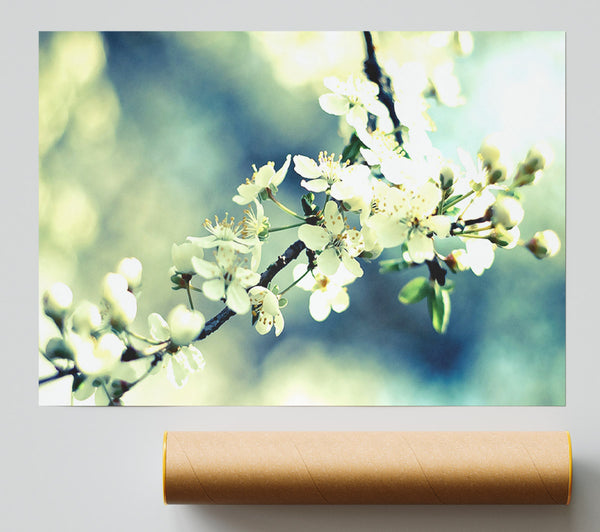 Spring Cherry Blossoms Print
