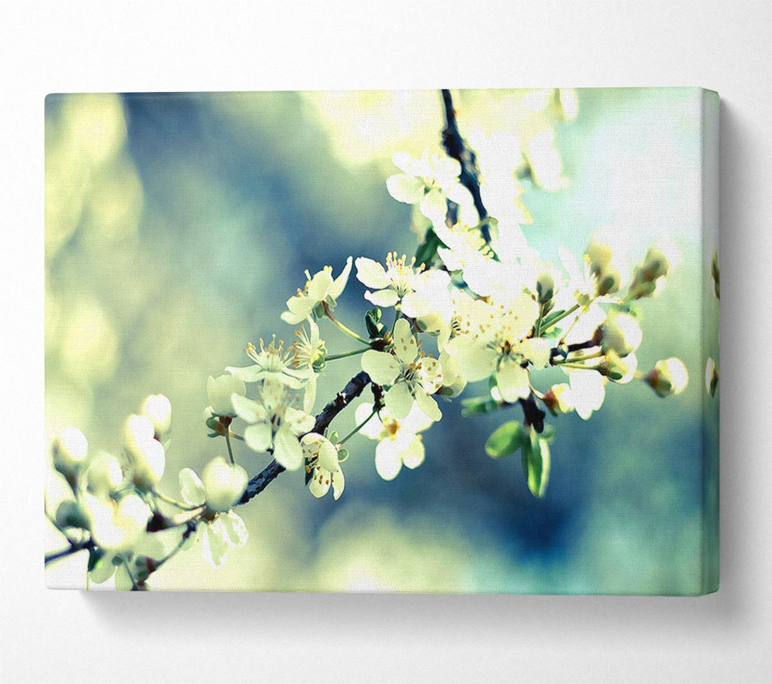  A Canvas Print of Spring Cherry Blossoms Canvas Print