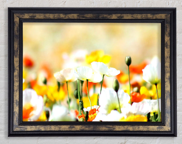 Colourful Summer Flowers Framed Print