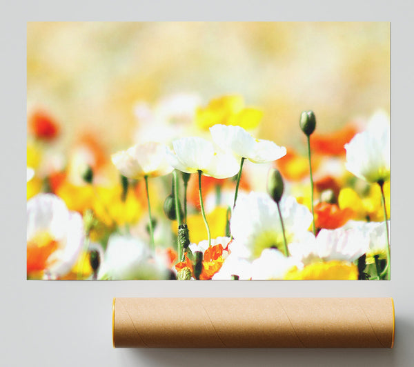 Colourful Summer Flowers Poster