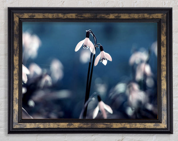 Opened Snowdrops Framed Print