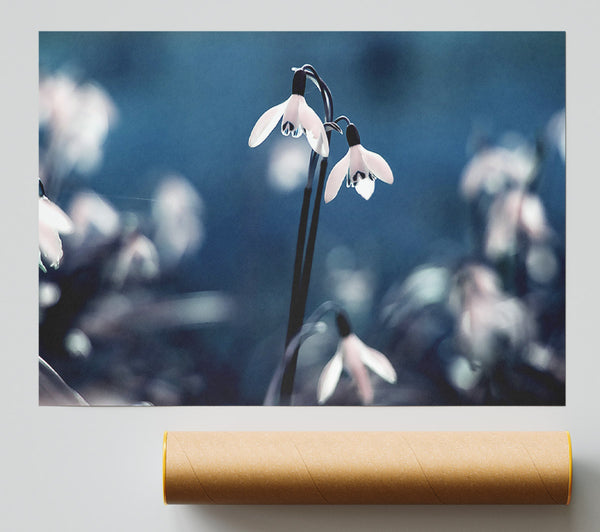 Opened Snowdrops Giclee Print