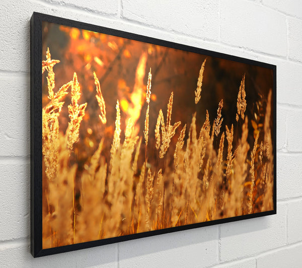 Golden Field
