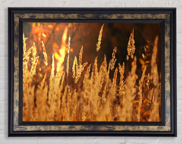 Golden Field Framed Print