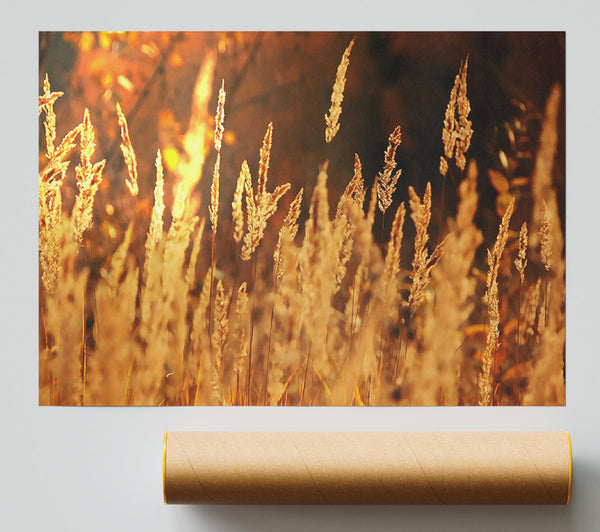 Golden Field Poster
