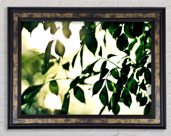 Summer Green Leaves Framed Print