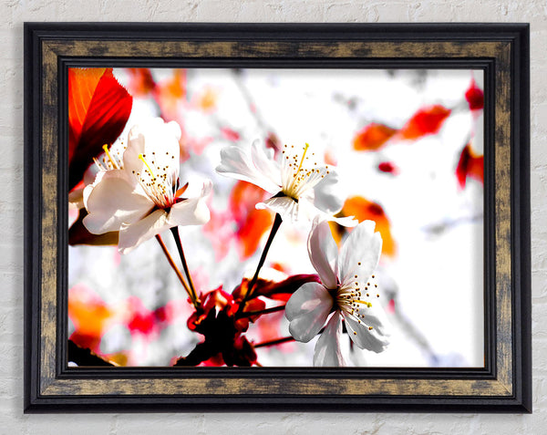 Spring Season Flowers Framed Print