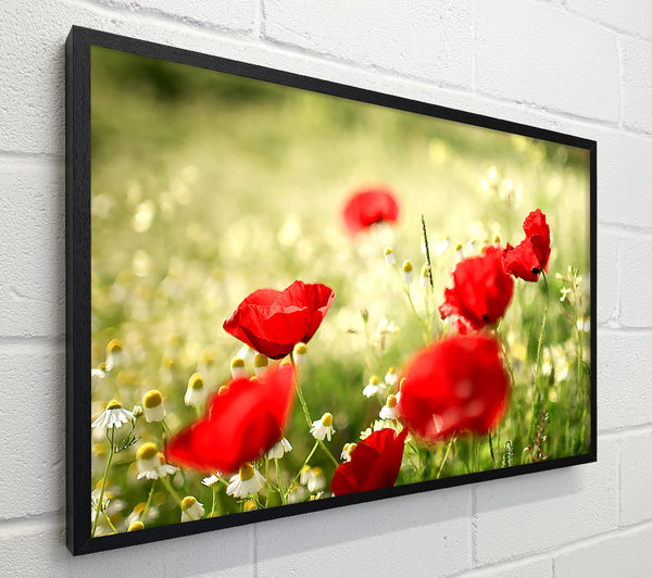 Poppies And Chamomile