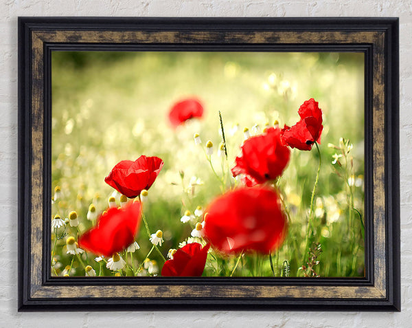 Poppies And Chamomile Framed Print