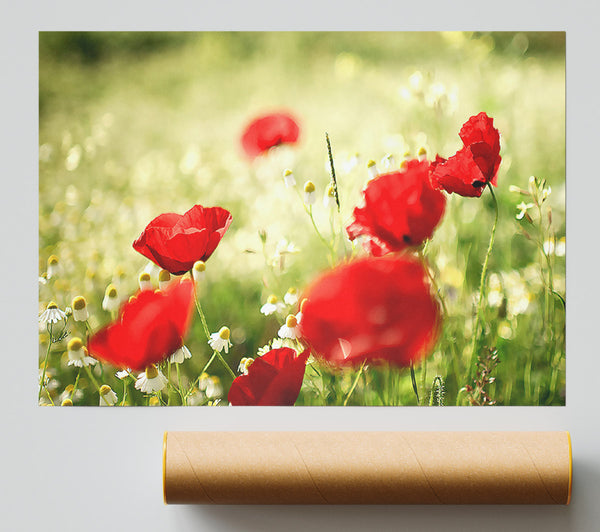Poppies And Chamomile Giclee Print
