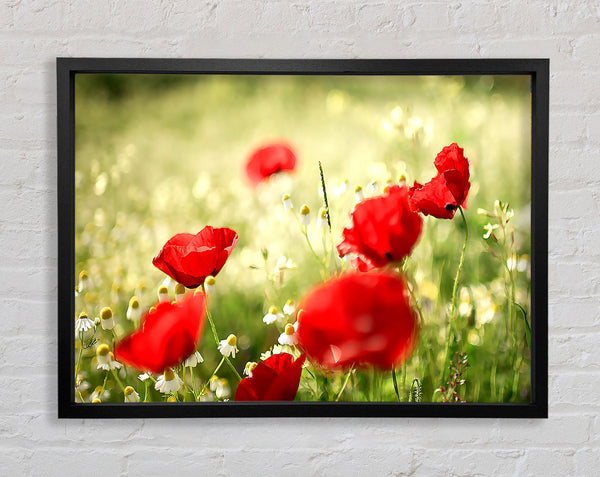 Mohn und Kamille