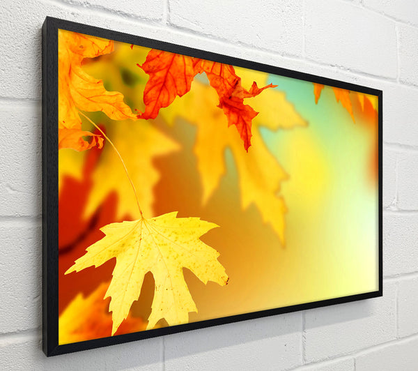 Yellow Autumn Leaves Macro
