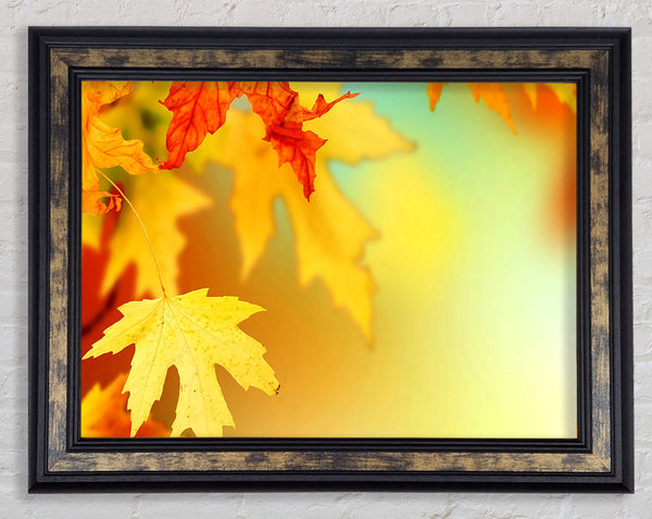 Yellow Autumn Leaves Macro Framed Print