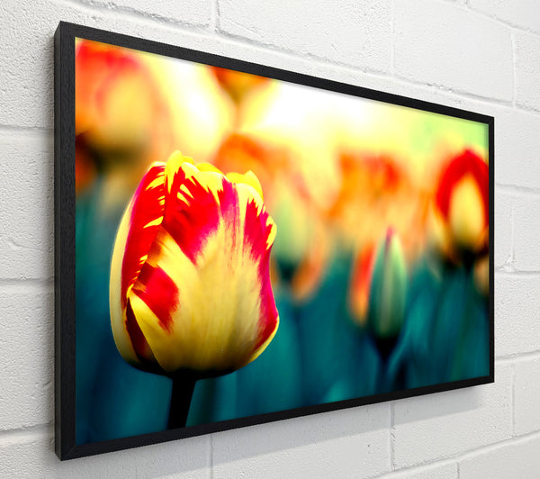 Yellow Red Tulips
