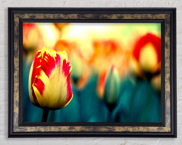 Yellow Red Tulips Framed Print