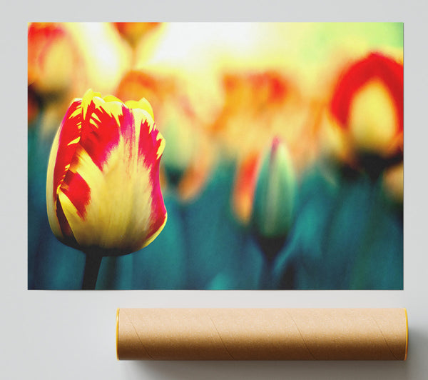Yellow Red Tulips Print