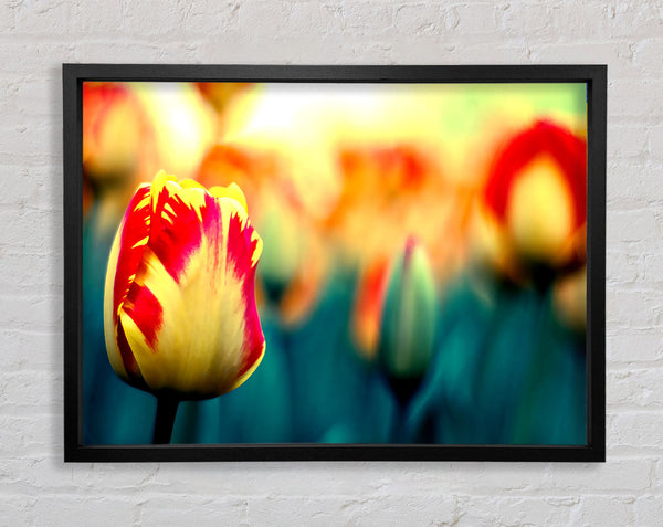 Gelbe rote Tulpen