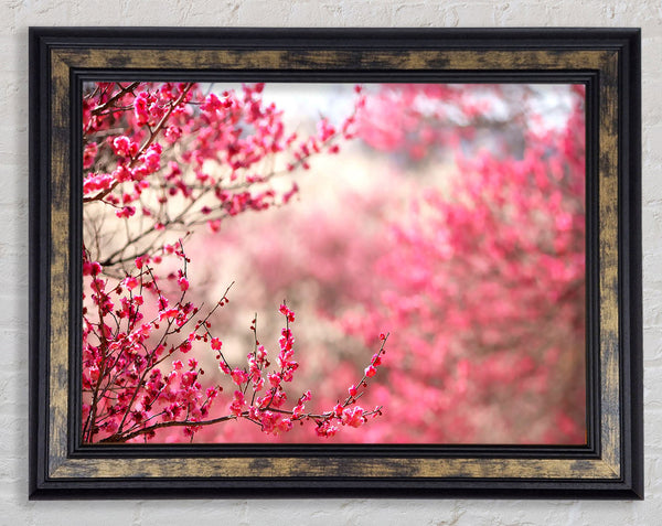 Spring Signs Framed Print