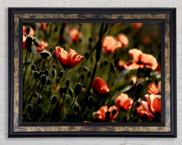 Light Of A New Day Framed Print