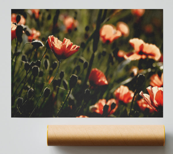 Light Of A New Day Giclee Print