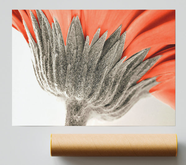 Underside View Of A Daisy Poster