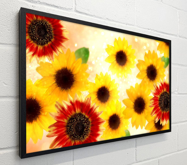 Sunflower Faces