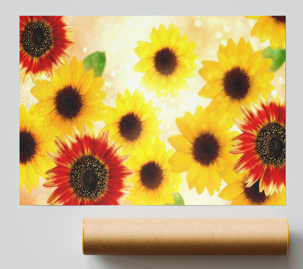 Sunflower Faces Poster