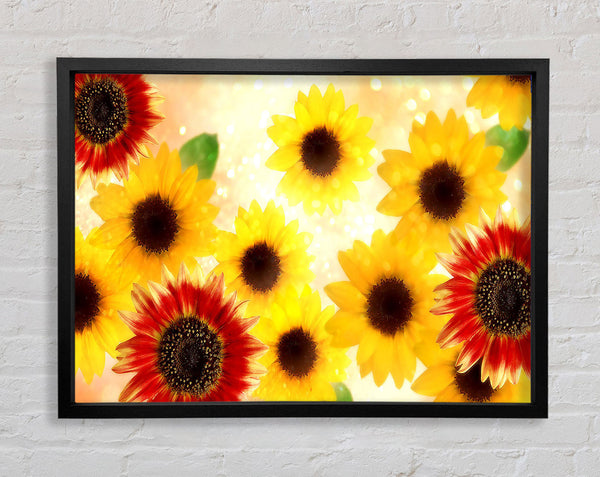 Sonnenblumengesichter