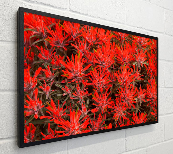 Red Paintbrush Utah