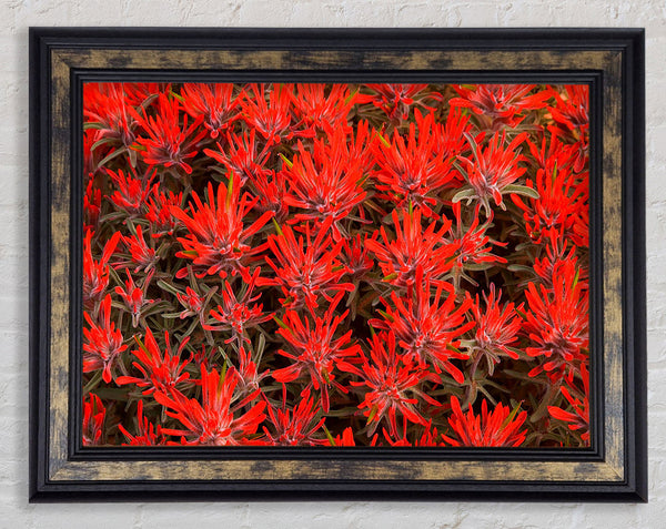 Red Paintbrush Utah Framed Print