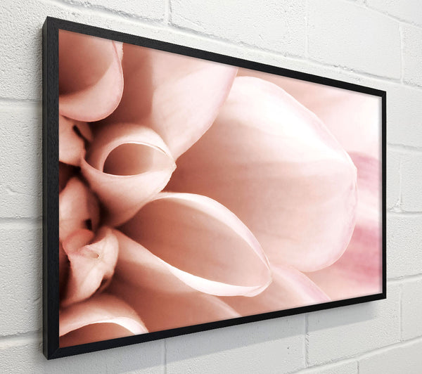 Delicate Petals
