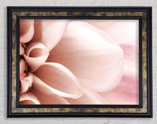 Delicate Petals