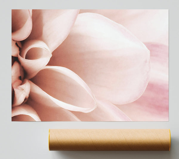 Delicate Petals Print