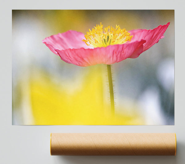 Single Pink Poppy In The Garden Giclee Print