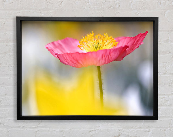 Einzelne rosa Mohn im Garten