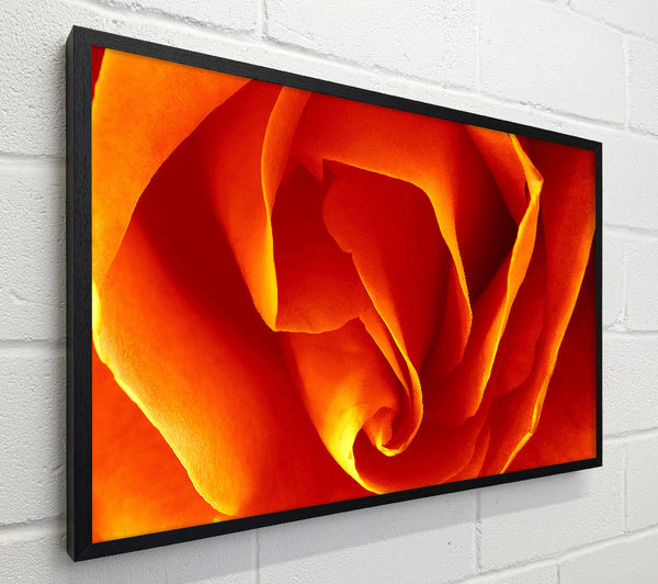 Orange Rose Petals