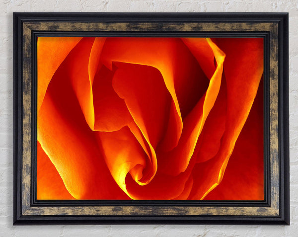 Orange Rose Petals Framed Print