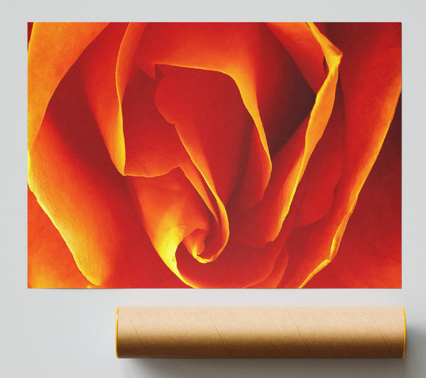 Orange Rose Petals Print