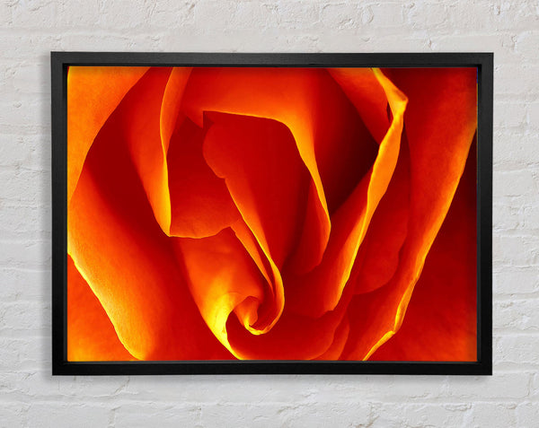 Orange Rosenblätter