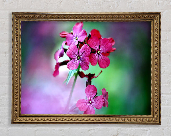 Frische Blumen im Garten