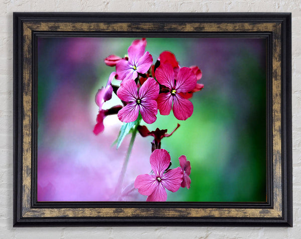 Fresh Flowers In The Garden Framed Print